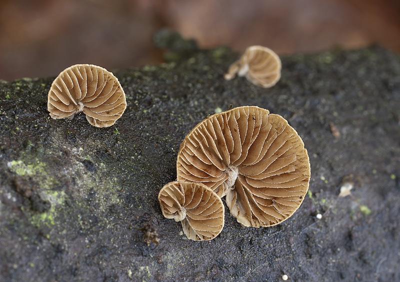 Simocybe rubi